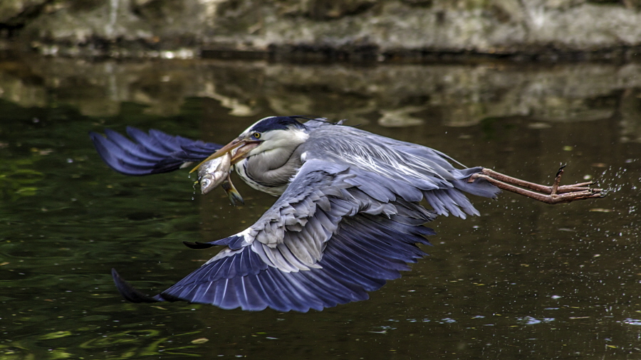 032-Reiher-mit-Fisch